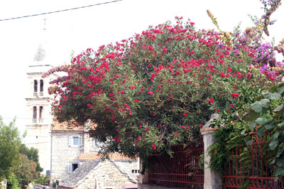 Wunderbar blhender Orleander in Kroatien.