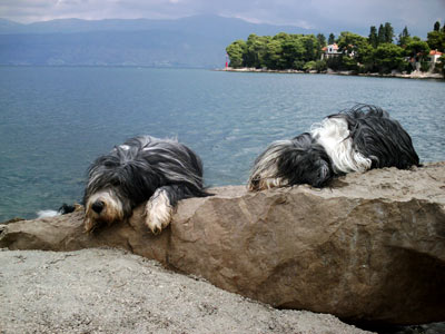 Bearded Collies auf den groen Strandsteinen.